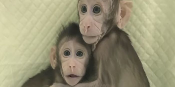 Researchers Clone Two Monkeys