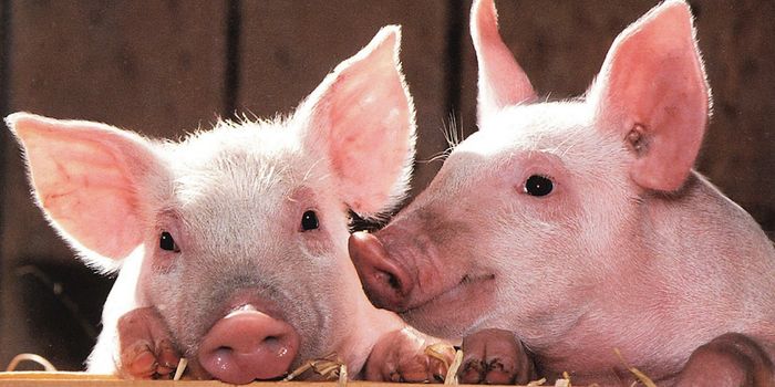 Getting Closer to Making Heparin in Cells