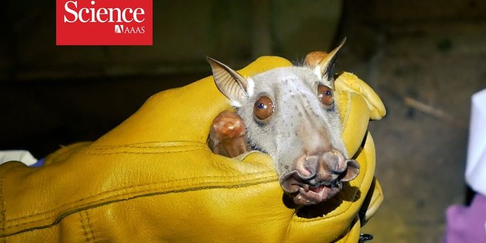 Tracking Ebola to its Source