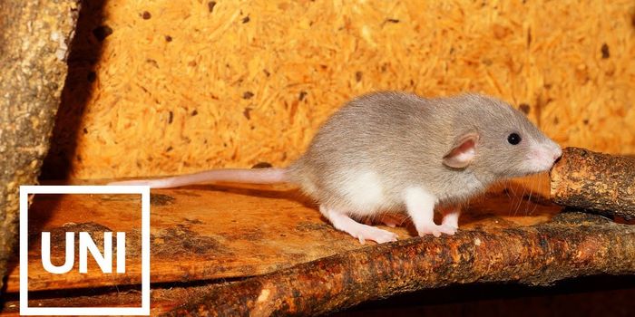 Brain Organoids Implanted in Lab Rats