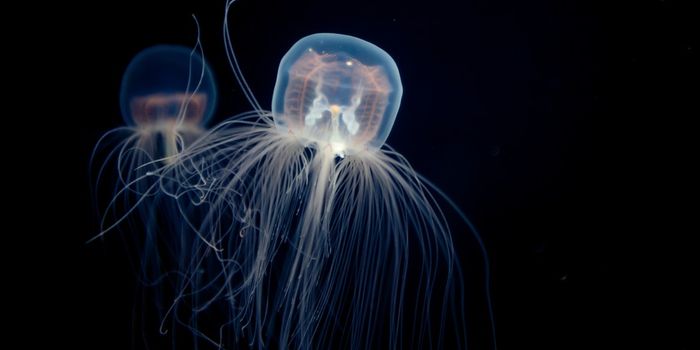 Deciphering Longevity with the Genetics of the Immortal Jellyfish