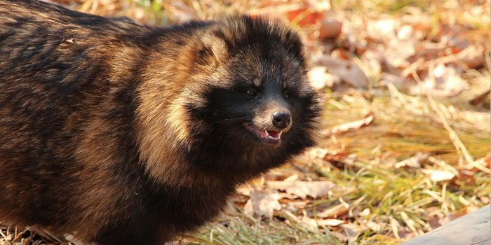 Raccoon Dogs May be the Animal Origin of SARS-CoV-2