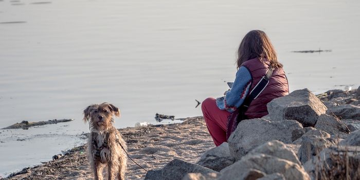 Do cats or dogs better survive venomous snakebites?