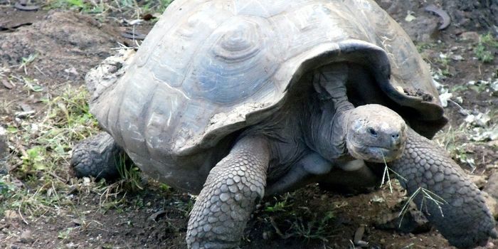 Diego the Giant Tortoise Returning to Wild After Saving His Species
