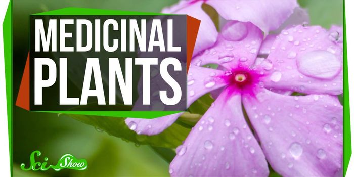 Fast facts: which plants are important for medicine?