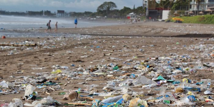 How Seagrasses Can Remove Plastic From the Ocean