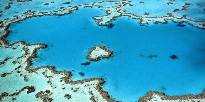 Are 3D-printed corals the future of coral reefs?