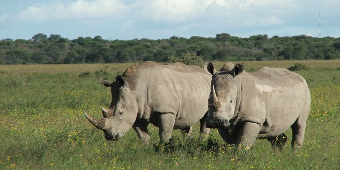 For the 6th Year in a Row, Rhino Poaching in Africa Increases
