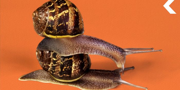 How a Snail is Helping Scientists Understand Bodily Asymmetrical Mirroring