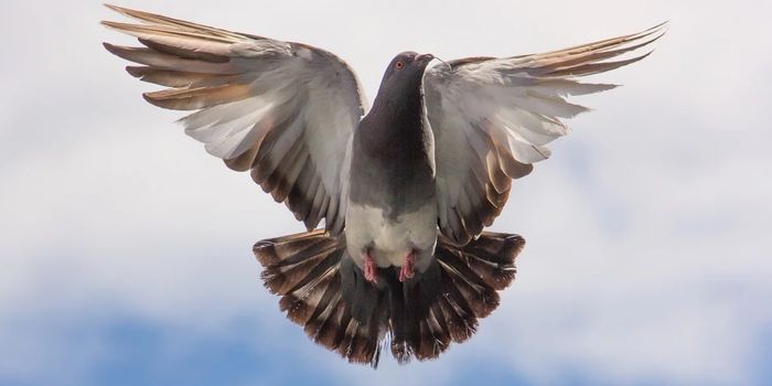 Healing Fractured Bird Wings with Dog and Sheep Bones Proves Effective