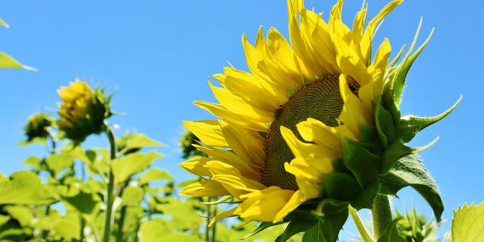 Sunflowers Inspire Solar Harvesting Technology