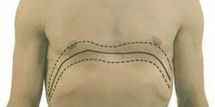 Diaphragm Delivers Half a Billion Breaths: Gene Study Helps Trace Development