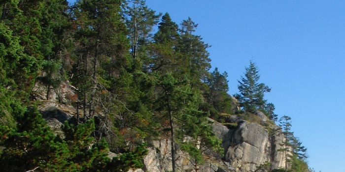 A Network of Fungi Helps Trees Grow