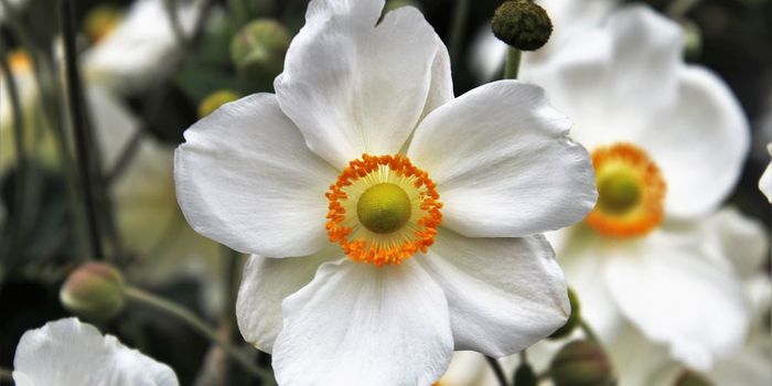 How Smell Triggers Memory in the Brain