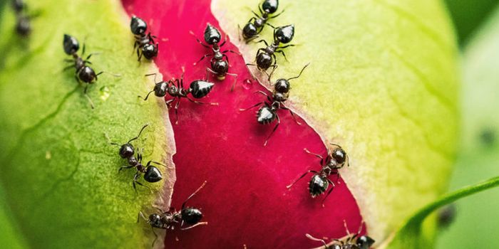 DNA gives ants a bunch of surprising cousins