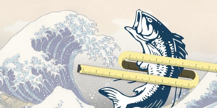 Fish Oil Turns Fat-Storage Cells Into Fat-Burning Cells