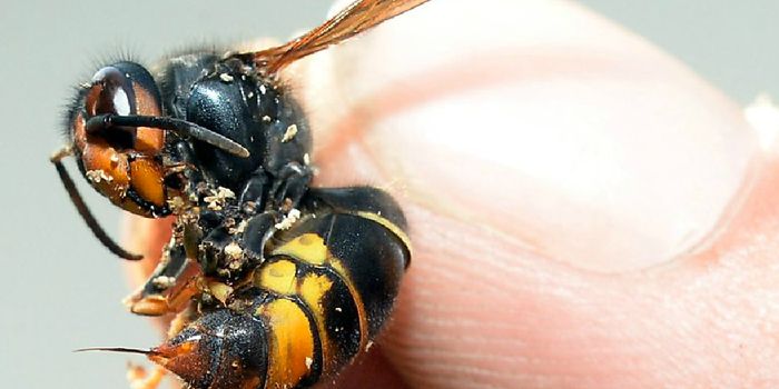 For the First Time, the Asian Hornet Has Been Found in the UK