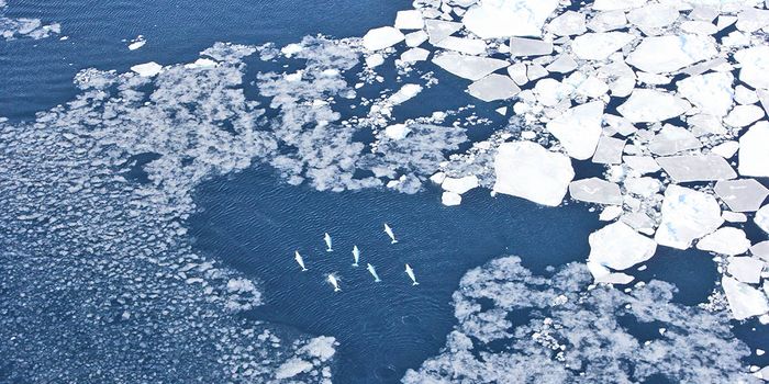 Satellite tags are tracking 30 beluga whales in the Arctic