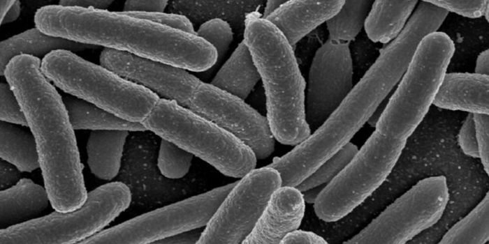 Antibiotic Use Reduction Did Not Lower Rates of Resistant E coli