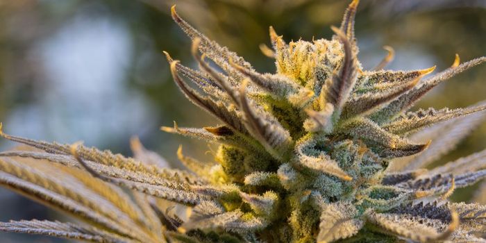 Migraine Sufferers Who Use Cannabis Have More Headaches