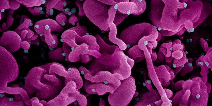 Immunity from COVID Booster is Superior to Primary Series