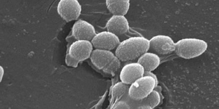 Certain Gut Microbes can Boost Success of Immunotherapy