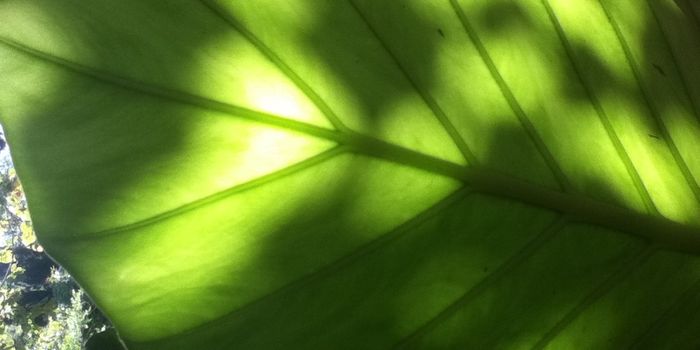 A missing link to artificial photosynthesis and 'solar fuels'