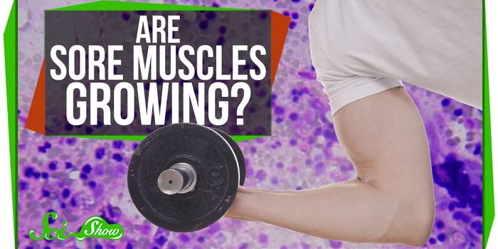 Are Sore Muscles Growing?