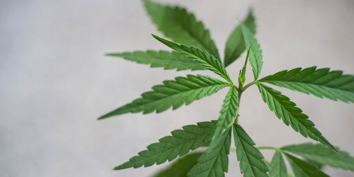 Cannabis Reduces OCD Symptoms by 50%