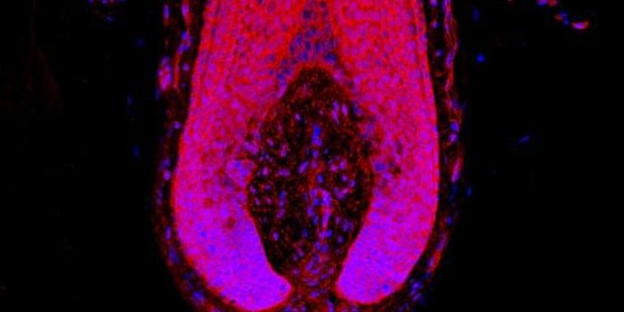 Old Drug Offers Novel Treatment For Hair Loss