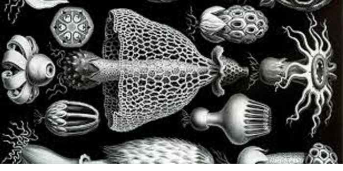 The Role of Mushroom Fungus in Stimulation of Rainfall