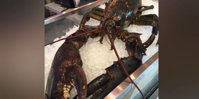 Larry the 110-Year-Old Lobster Was Saved From a Restaurant, but...