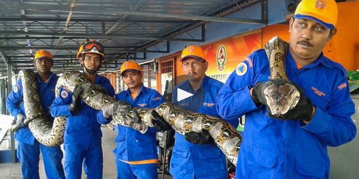 Malaysian Python Once Thought to be the Longest in Captivity, Dies