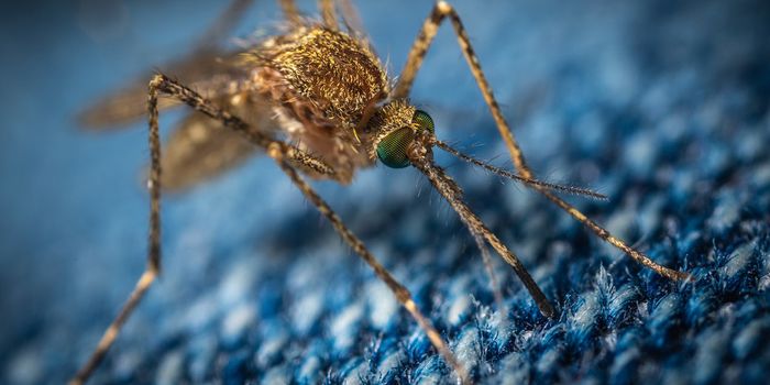 Honoring World Mosquito Day