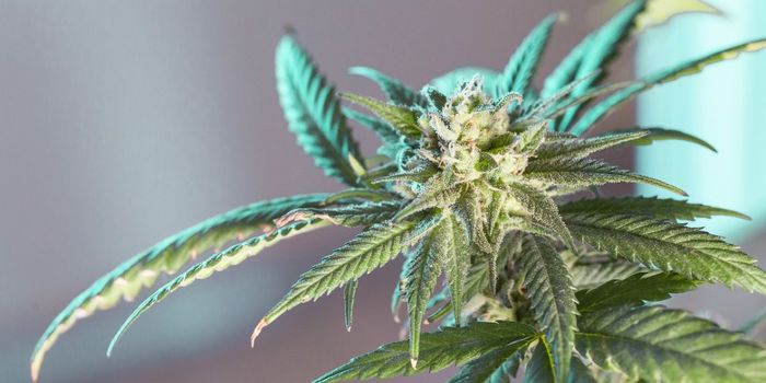 Cannabis Use Remains at Historical Highs in 2023