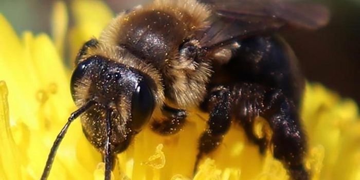 Almost All Wild Bee-Plant Networks Have Been Disrupted or Lost