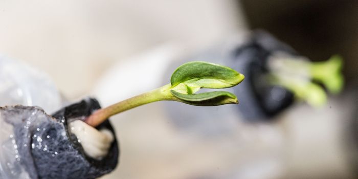 Can We Grow Large Numbers of Plants in Space?