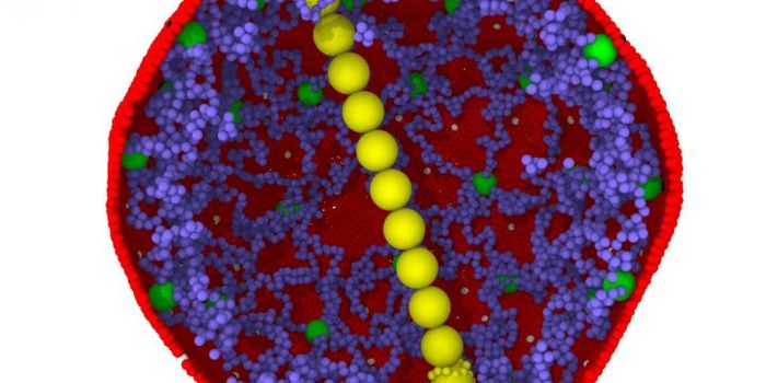 Computer Model Advances New Therapeutics for Sickle Cell Anemia