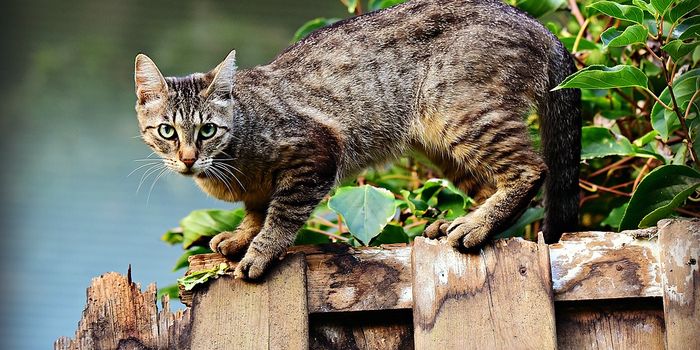 Are Animals Capable of Deception?