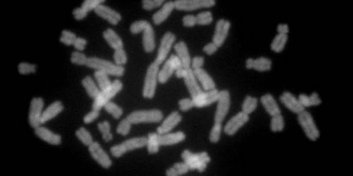 Loss of a Father Causes Stress That can be Measured on the Cellular Level