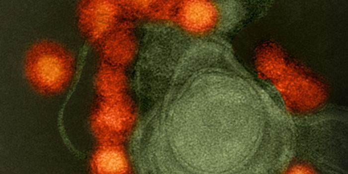 Peptide Ruptures Viral Membrane of Zika Virus