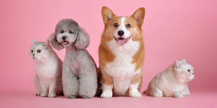 Celebrating National Pet Day