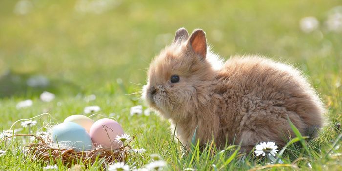 The Easter Bunny's Diet Advice: Anti-Cancer Properties of Lettuce and Leafy Greens