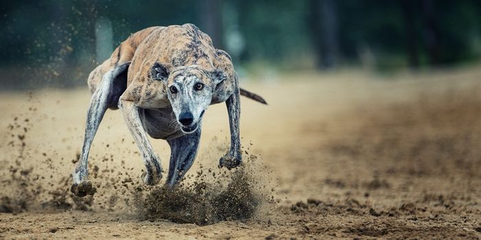 How the World's Fastest Cat Compares to the World's Fastest Dog