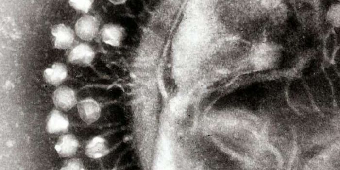 Self vs Non-Self: Bacteria Have an Immune System, too