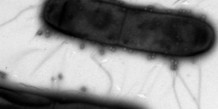 Beyond CRISPR: Finding More Bacterial Immune Systems