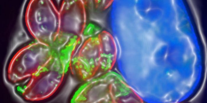 Toxoplasma Parasites Can Manipulate Host Brain Cells