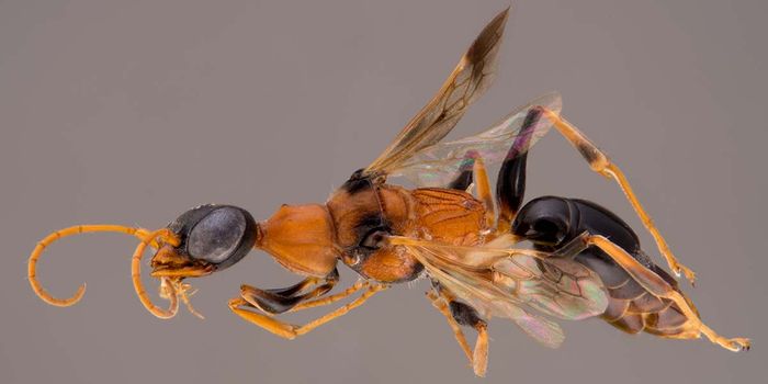 This Cockroach-Eating Wasp Controls its Prey's Mind Before Devouring it