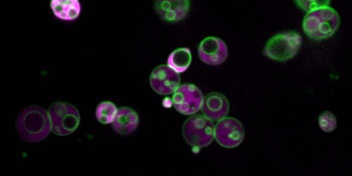 Cellular Structure Discovered Inside Peroxisomes