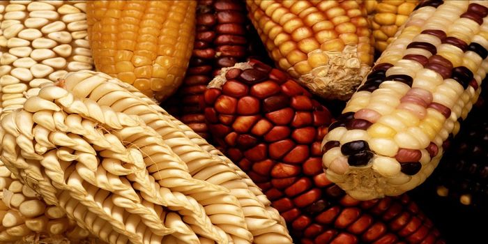 Why Ancient Corn Cannot be Genetically Modified